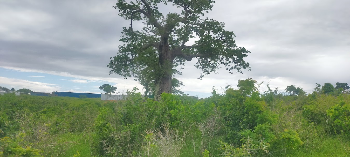 Mavueni Phase2 plots Kilifi